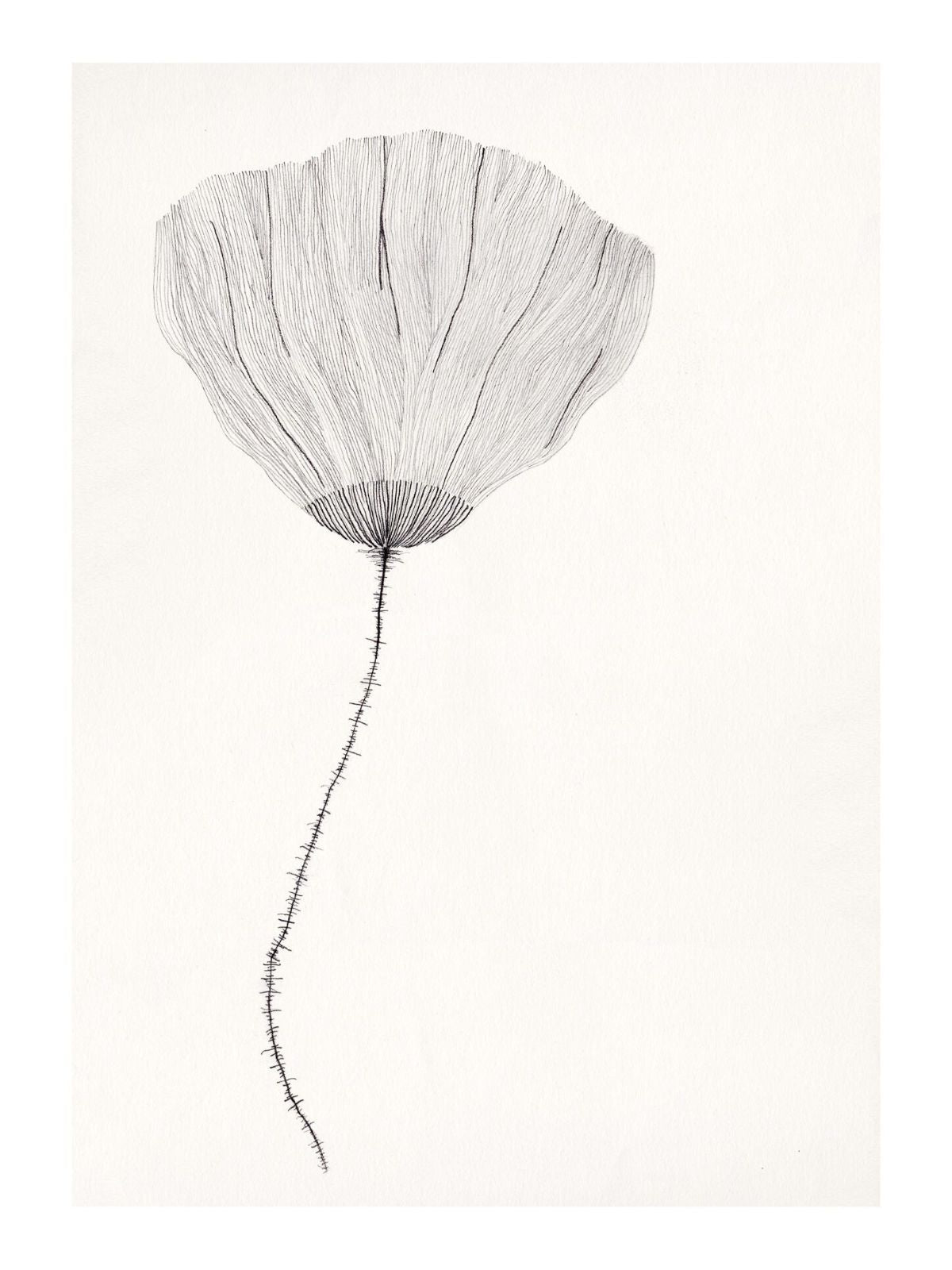 Poster Poppy by Ana Frois-6